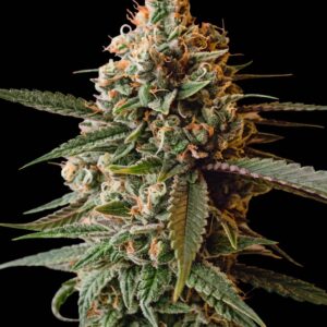 Slapz Feminized Seeds by Bulk Legacy