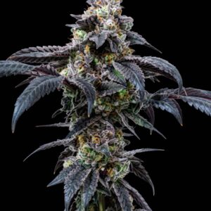 Slurty3 Feminized Seeds by Bulk Legacy