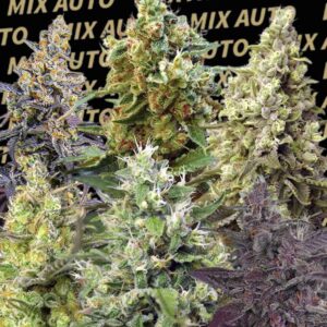 Sweet Mix Auto Seeds by Sweet Seeds