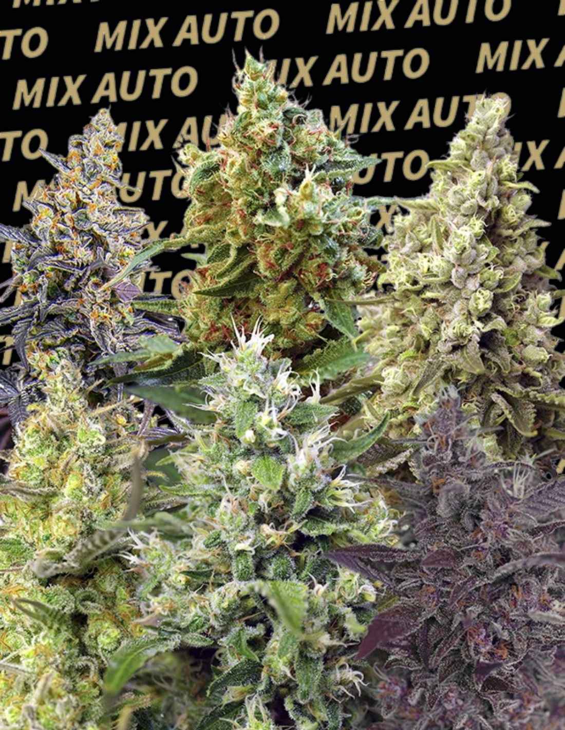 Sweet Mix Auto Seeds by Sweet Seeds