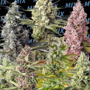 Sweet Mix Fotodependientes Feminized Seeds by Sweet Seeds