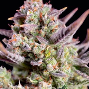Sweet Z XL Auto Seeds by Sweet Seeds