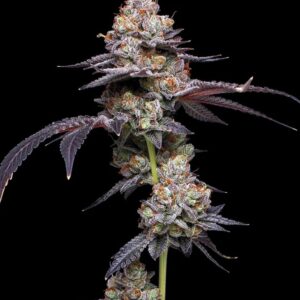 Thin Mint Auto Seeds by Mavericks Genetics