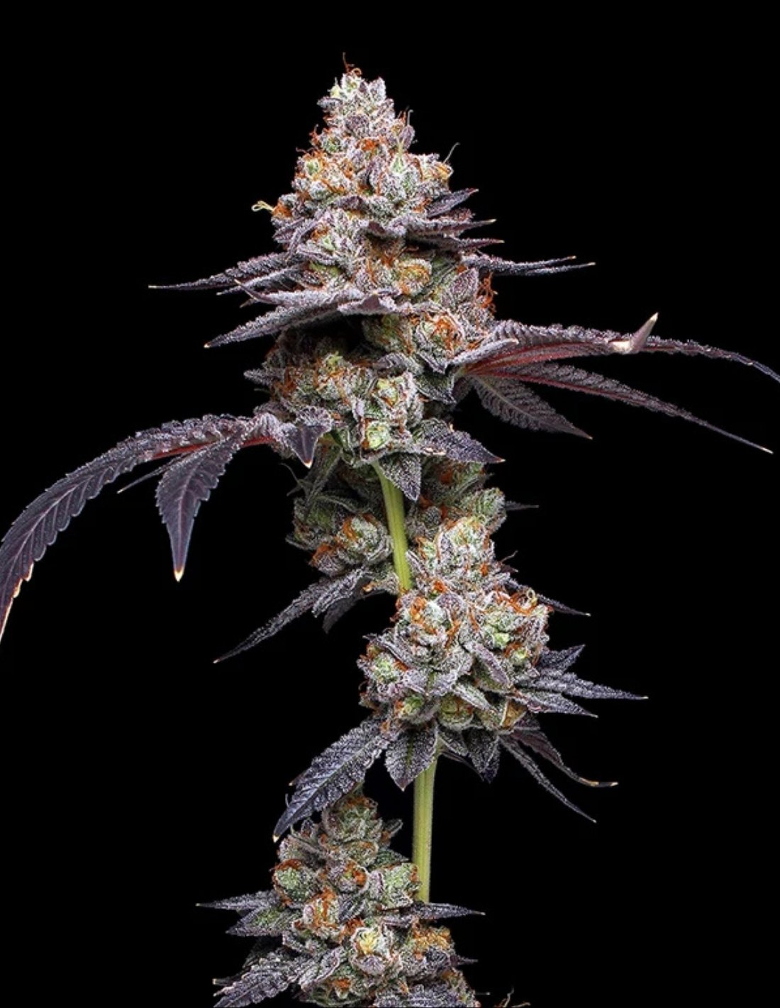 Thin Mint Auto Seeds by Mavericks Genetics