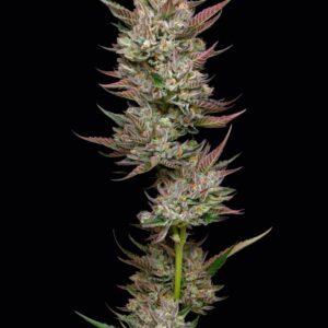 Tropicana Cherry Feminized Seeds by Mavericks Genetics