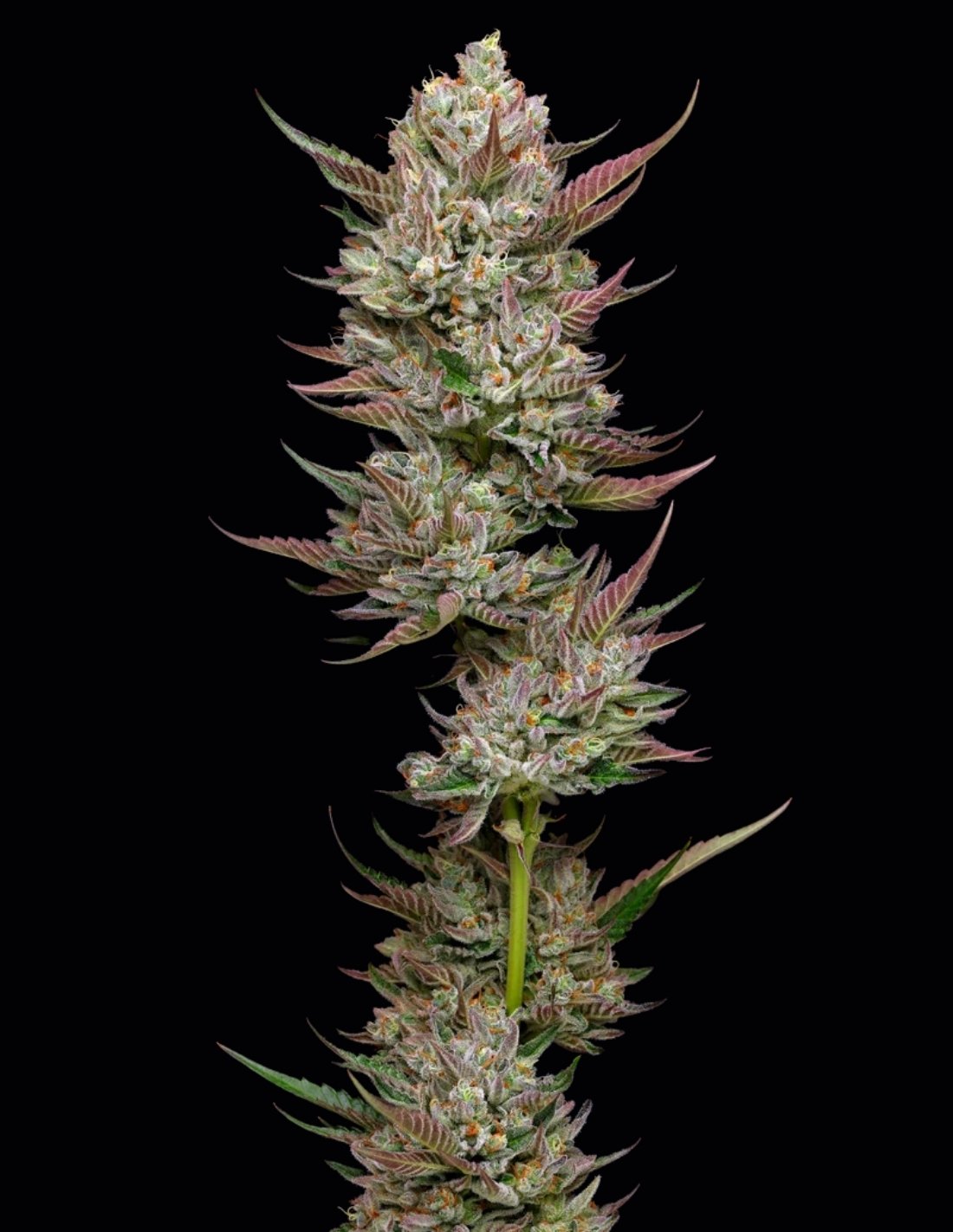 Tropicana Cherry Feminized Seeds by Mavericks Genetics