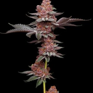 Tropicana Gelato Feminized Seeds by Mavericks Genetics