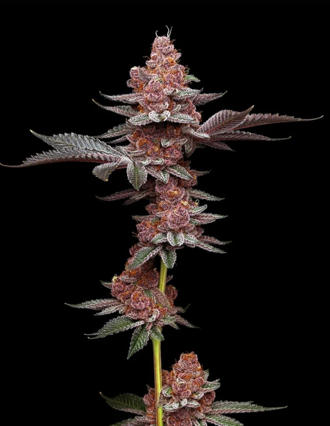 Tropicana Gelato Feminized Seeds by Mavericks Genetics