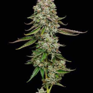 True OG Feminized Seeds by Mavericks Genetics