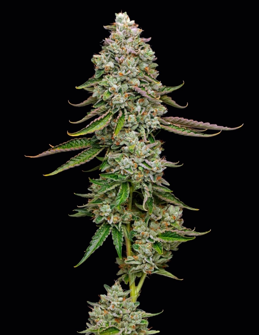 True OG Feminized Seeds by Mavericks Genetics
