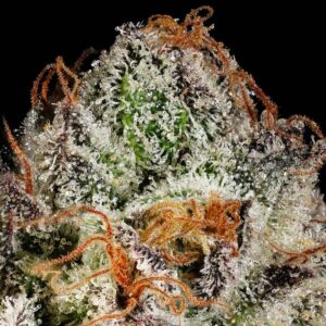 Twix Milkshake Feminized Seeds by Mavericks Genetics