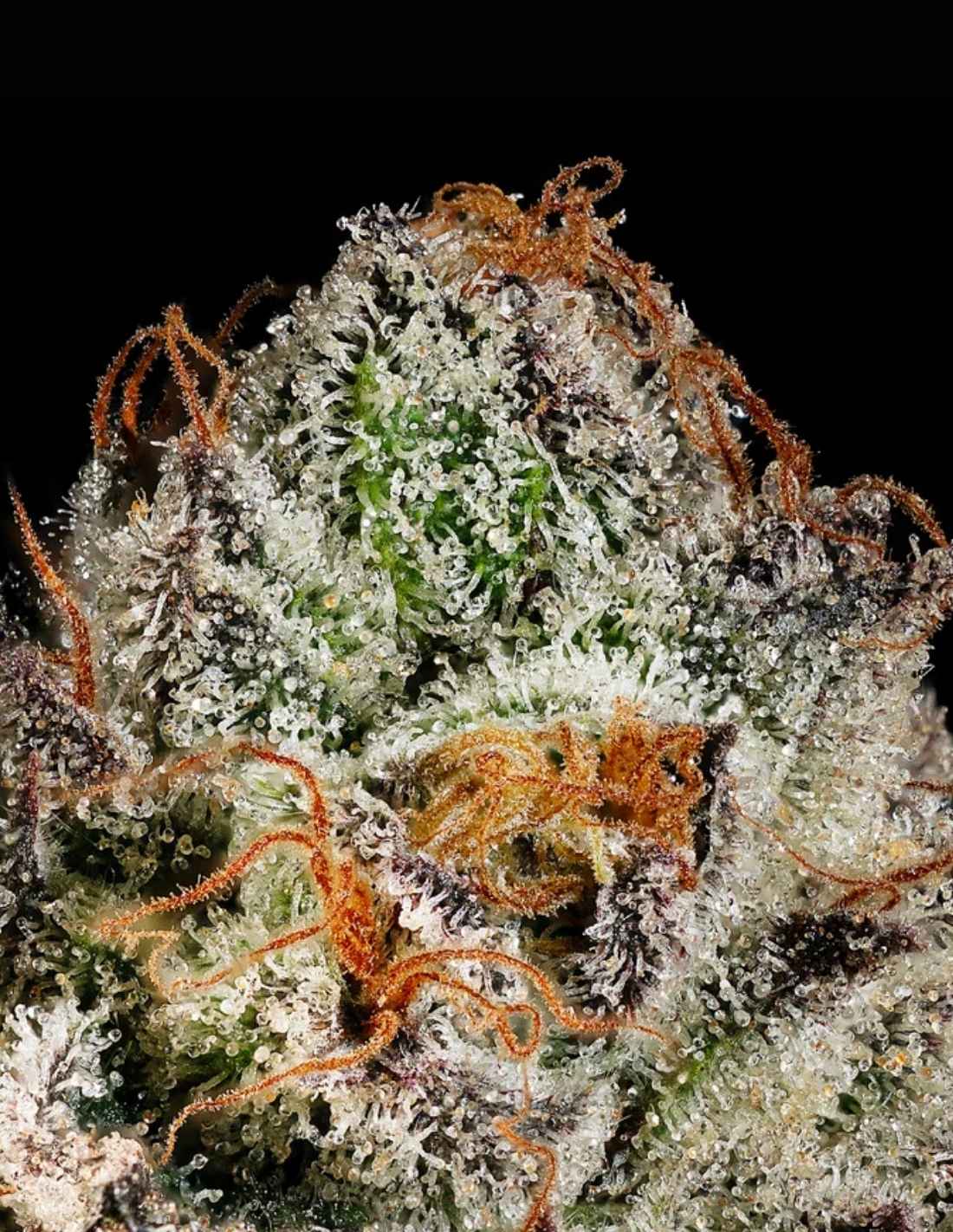 Twix Milkshake Feminized Seeds by Mavericks Genetics
