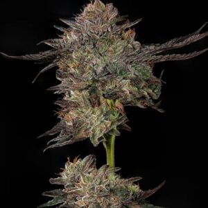 Watermelon Auto Seeds by Mavericks Genetics