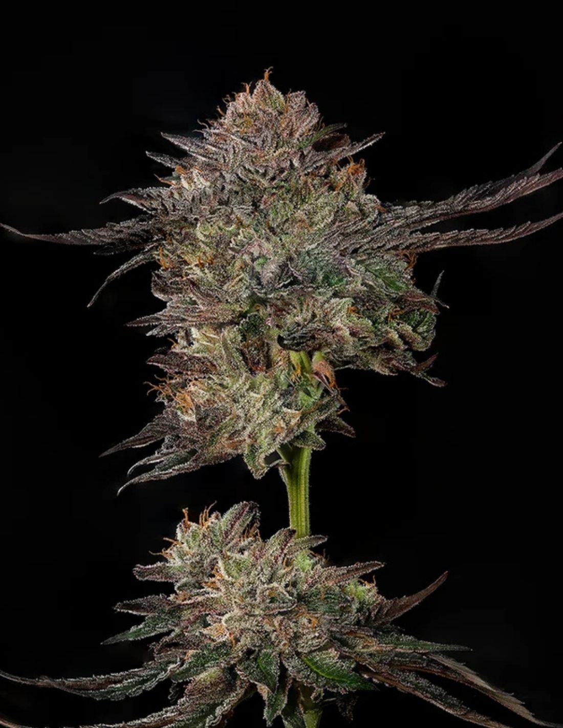 Watermelon Auto Seeds by Mavericks Genetics