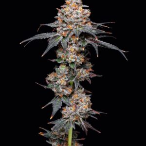 Zerealz Feminized Seeds by Mavericks Genetics