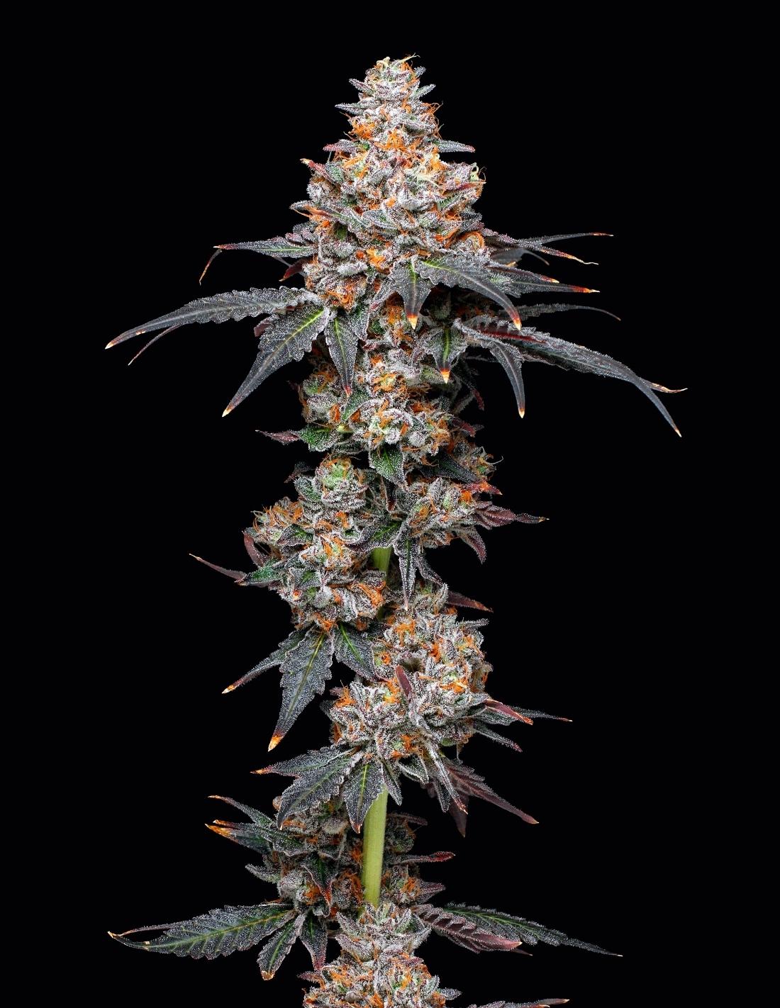 Zerealz Feminized Seeds by Mavericks Genetics