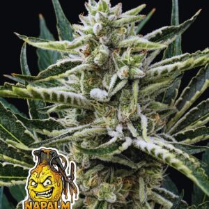 Napalm Lemonade