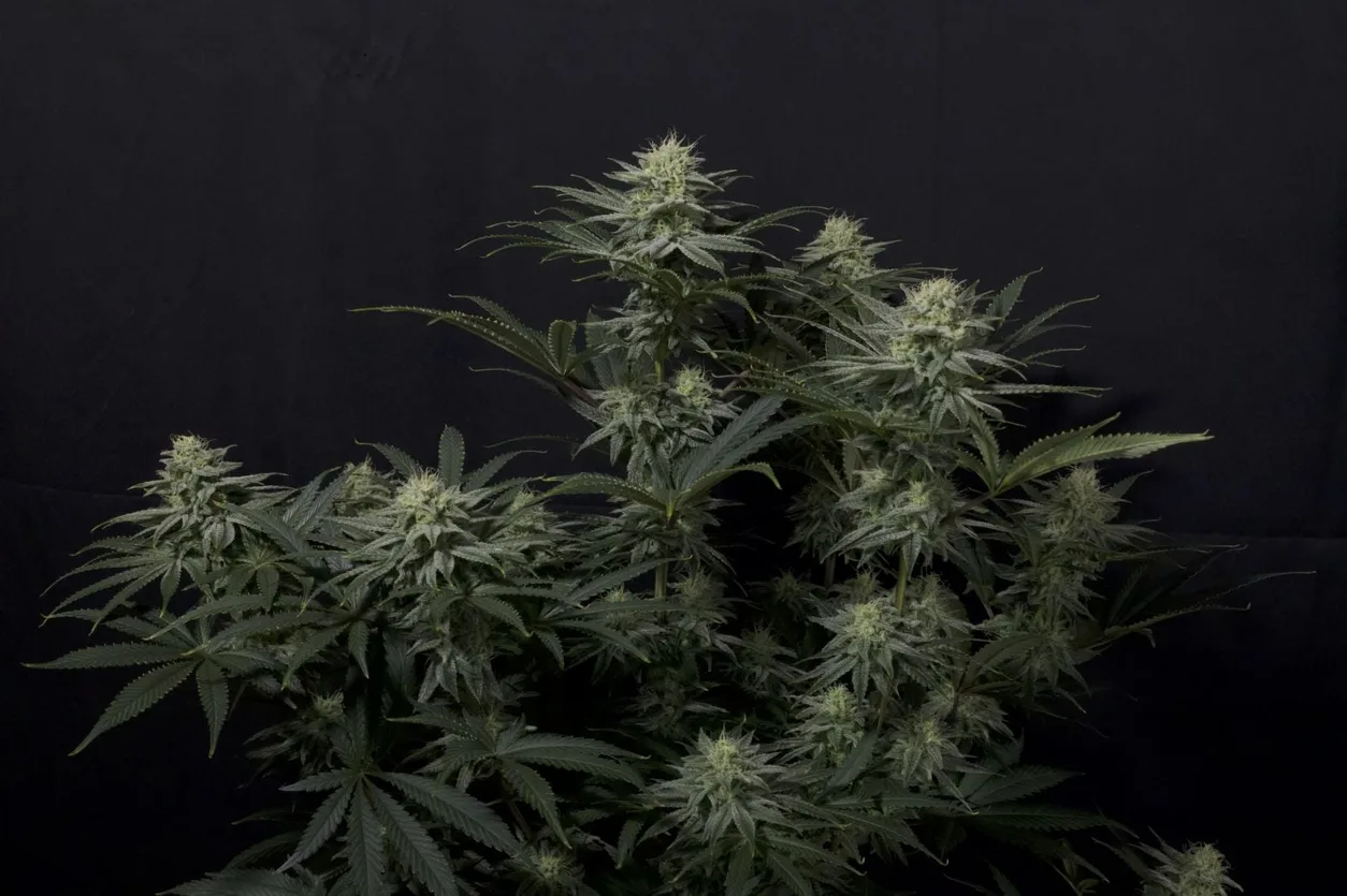 GG4 Sherbet Fast Flowering Seeds by Fast Buds