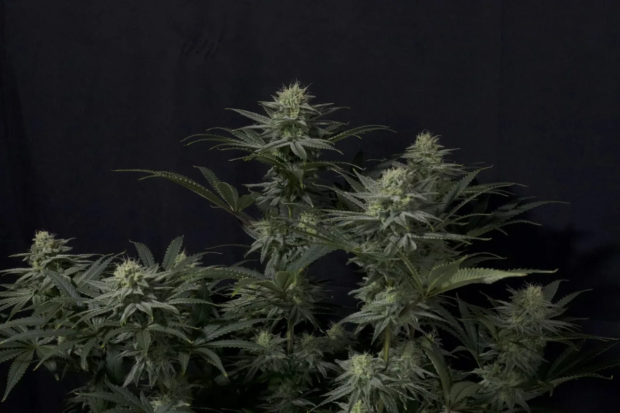 GG4 Sherbet Fast Flowering Seeds by Fast Buds