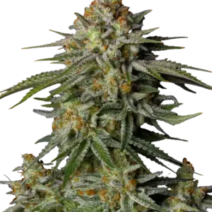 GG4 Sherbet Fast Flowering Seeds by Fast Buds
