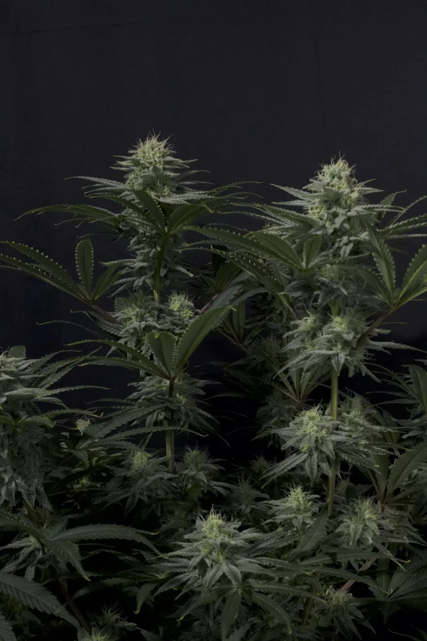 GG4 Sherbet Fast Flowering Seeds by Fast Buds