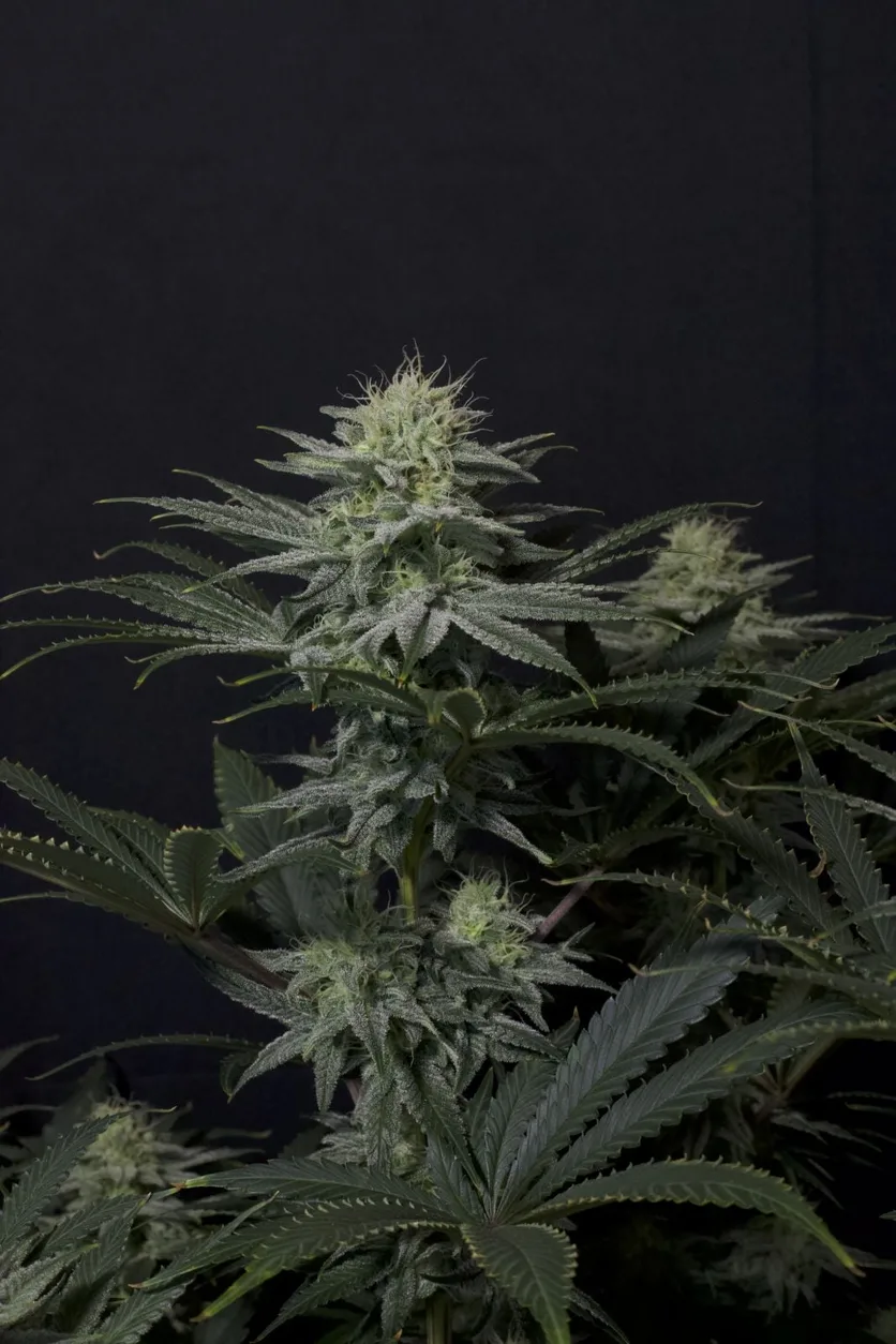 GG4 Sherbet Fast Flowering Seeds by Fast Buds