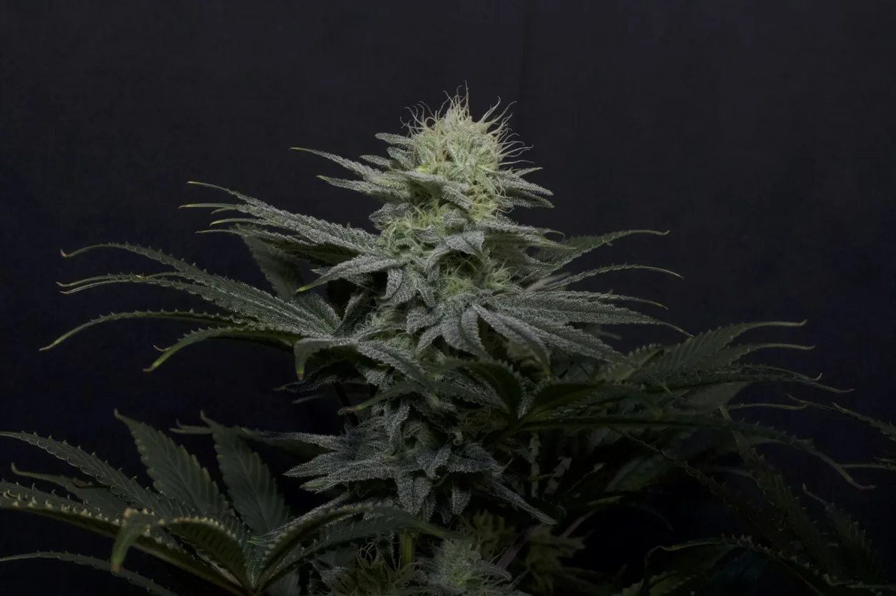 GG4 Sherbet Fast Flowering Seeds by Fast Buds
