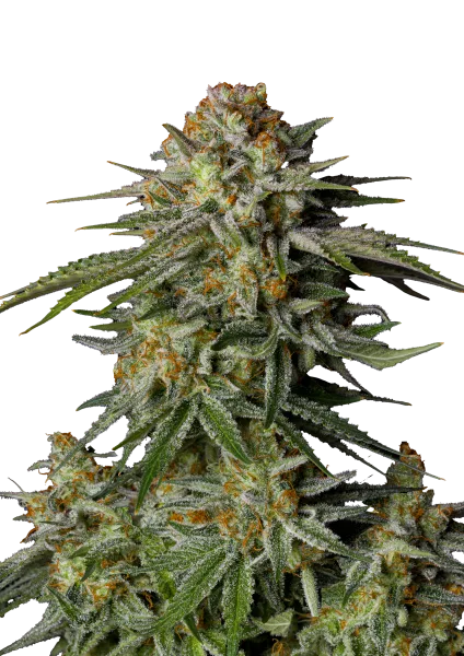 GG4 Sherbet Fast Flowering Seeds by Fast Buds